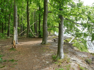 Light natural forest at cliff edge with lying deadwood. Habitat for insects and birds.