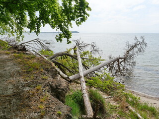 Fresh coastal break at Greifswald Bodden. Fallen trees lie in the water. A sign of erosion and...