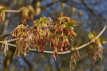 The ash-leaved maple blooms, or American maple (lat. Acer negundo), inflorescences dissolve. Spring.