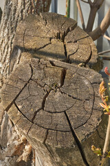 The trunk of an old rotting tree. The texture of old wood. Spring.