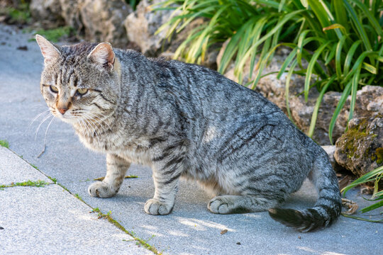 Gato pardo