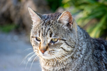 Gato pardo