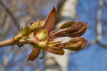 From the leaf buds of the holly maple (Lat. Acer platanoides) the leaves unfolded. Holly maple, or...