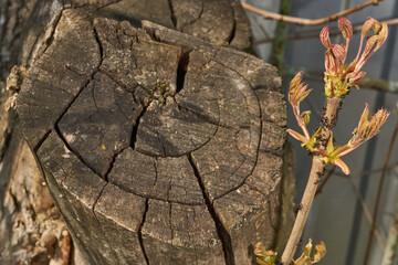 Symbiosis of ants and aphids. Ants and aphids on the background of an old rotting tree. The texture...