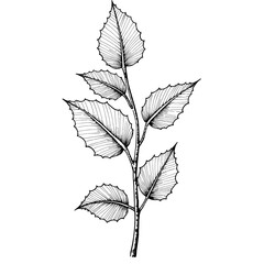 Close-up of a branch of portulaca leaves in black and white in sketch style