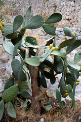 Paddle cacti plant. Prickly pear cactus