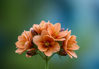 Flower in garden - Unique Royal Flowers Photography - Shining Luxury Floral Image