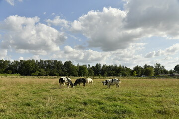Vaches broutant le gazon dans l'un des pâturages à Ghislenghien (Ath) 