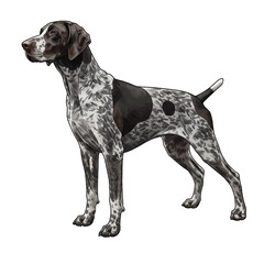 Elegant German Shorthaired Pointer Illustration on Clear Background Stand Still