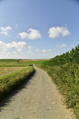 Route étroite de campagne peu praticable entre champs et prairies à Ghislenghien (Ath) 