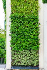Modern architectural facade with vertical green walls of contemporary urban building. Living walls with green installations integrated into the side of shopping mall in Bangkok city, Thailand