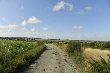 Fototapeta premium Route de campagne peu praticable entre les mauvaises herbes à Ghislenghien (Ath) 