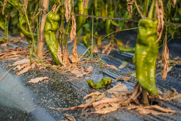 Aphids that feed on the underside of leaves to suck nectar, aphids on the inside of the leaf....