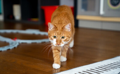 The orange cat sneaks during play. Alertness and feline hunting instincts. Curious behavior and...