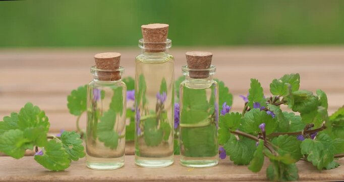 bugleherb essential oil in  beautiful bottle on wooden background