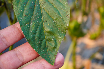 Aphids that feed on the underside of leaves to suck nectar, aphids on the inside of the leaf....
