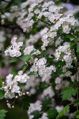 Hawthorn (Crataegus) in blossom. Lots of small white flowers in big clusters, spring close up. 
