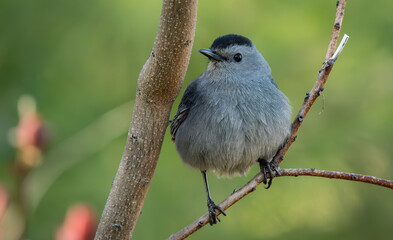 Close up of perched Gray Catbird