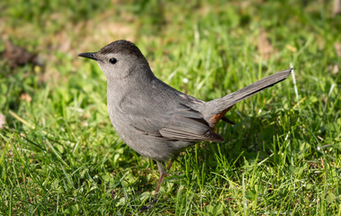 Gray Catbird on sunlit lawn, side view