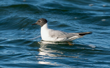 Bonaparte's Gull - adult in breeding plumage