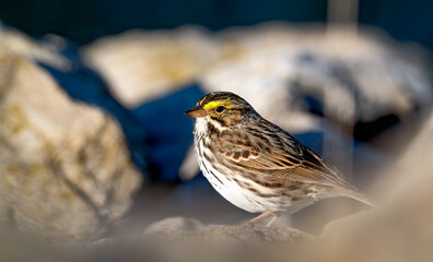 Savannah Sparrow, lit with golden hour light