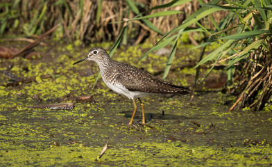 Solitary Sandpiper feeding on weed choked canal