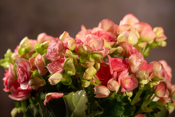 Flowers, beautiful and rich details of beautiful flowers, selective focus.