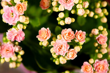 Flowers, beautiful and rich details of beautiful flowers, selective focus.