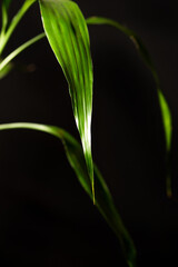 Foliage (Dracaena sanderiana), beautiful green foliage (Dracaena sanderiana) with black background, selective focus.