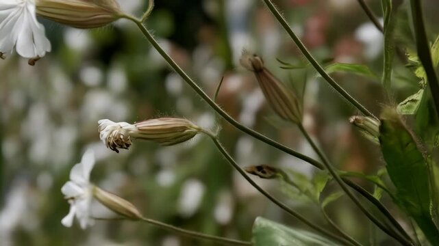 Field of nodding catchfly flowers in bloom with white petals on a sunny day in the spring season