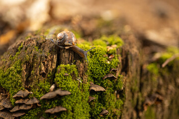  a snail slowly moving across the moss-covered stump of a felled tree