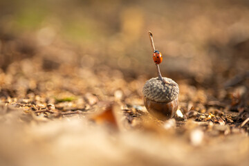 A ladybug walking on an acorn. The vibrant red of the ladybug contrasts beautifully with the earthy brown of the acorn, highlighting the fine textures of both