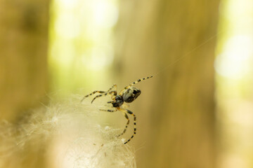 a spider resting on its web, suspended in mid-air. Delicate strands of the web glisten in the...