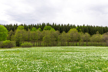 Landscape with a field of many white wild flowers of Narcissus poeticus
