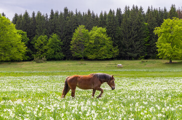 Landscape with a horse on a plain with white wild daffodils