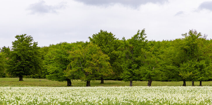A field with a carpet of white wild daffodils