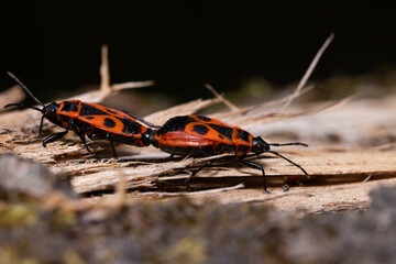 A macro photograph of two firebugs (Pyrrhocoris apterus) mating on a fallen tree