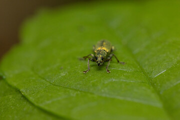 A macro photograph of a green weevil (Curculionidae) captured head-on as it stands on a vibrant green leaf