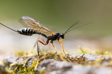 A macro photograph of a black and white-striped ichneumon wasp (family Ichneumonidae) with orange legs, perched on mossy bark