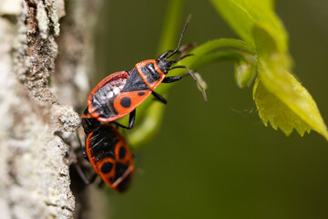 A macro photograph capturing two firebugs (Pyrrhocoris apterus) mating on tree bark, with vivid red and black markings clearly visible