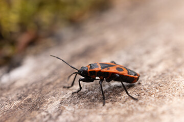 A close-up macro photograph of a red firebug (Pyrrhocoris apterus) on a textured wooden surface