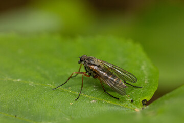 A macro photograph of a long-legged fly (family Dolichopodidae) perched on a vibrant green leaf.