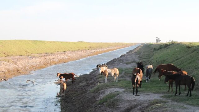Caballos salvajes pastando en la orilla del r&iacute;o en la Pampa Latinoamericana de Argentina, guiados por el semental forma una hermosa tropilla de la naturaleza virgen.