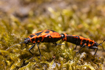 A macro photograph of two firebugs (Pyrrhocoris apterus) mating on a bed of moss