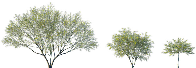 Set of Parkinsonia aculeata (сommon names palo verde, Mexican palo verde, Parkinsonia, Jerusalem...