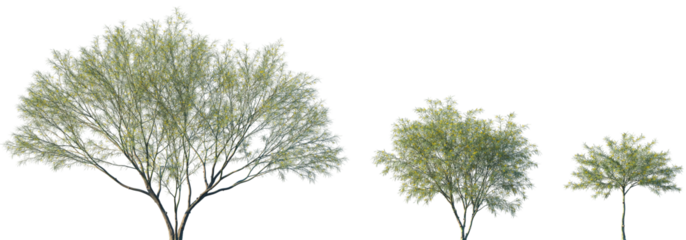 Set of Parkinsonia aculeata (сommon names palo verde, Mexican palo verde, Parkinsonia, Jerusalem thorn) blossoming frontal street trees isolated png on a transparent background perfectly cutout
