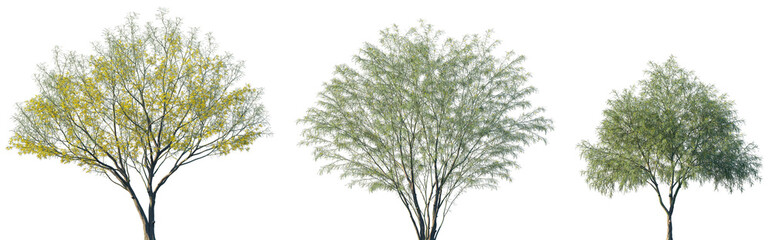 Set of Parkinsonia aculeata (сommon names palo verde, Mexican palo verde, Parkinsonia, Jerusalem...