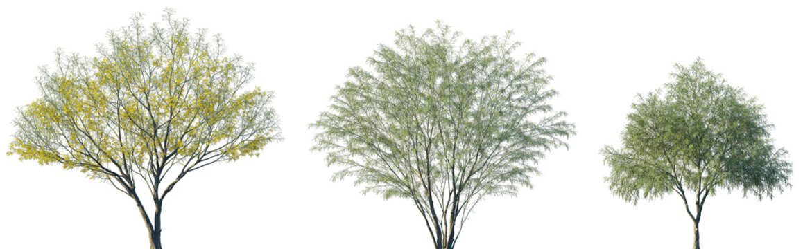 Set of Parkinsonia aculeata (сommon names palo verde, Mexican palo verde, Parkinsonia, Jerusalem thorn) blossoming frontal street trees isolated png on a transparent background perfectly cutout