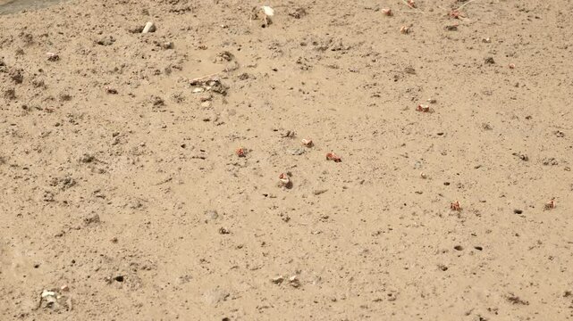 fiddler crab walking on the mud, Wenzhou China. High quality 4k footage