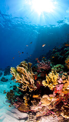 Obraz premium Vibrant coral reef teeming with life, illuminated by sun rays breaking through the azure water. Symbol of ocean beauty, biodiversity and underwater adventures.